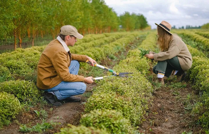 Hombre Y Mujer Jardinería