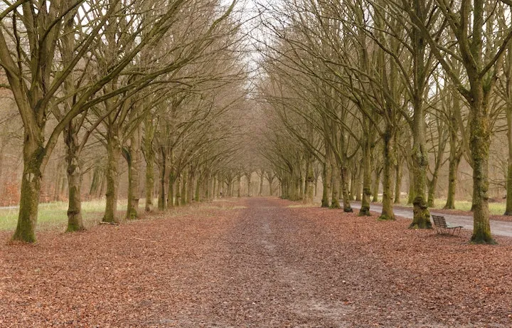 Pasarela De Madera