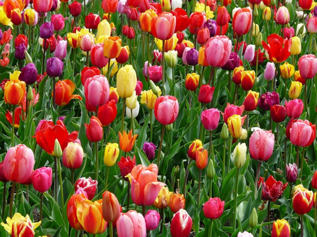 Campo Di Tulipani Rossi Viola E Gialli